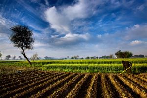 Agri